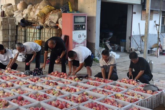 1727662333263698.jpg 4、9月18日,白水縣政協農業界委員走進(1313867)-20240930093936.jpg