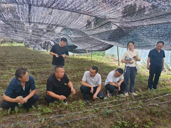 1757985225308839.jpg 張平:從土地里“種”出鄉(xiāng)村振興新希望_((1696253)-20250916091257.jpg